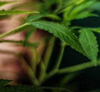 Anvisa autoriza novas formas de uso da Cannabis e venda de canabidiol em farmácias