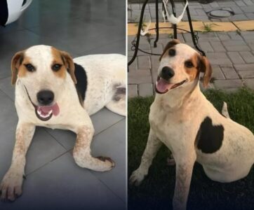 Após caso do Orelha, outro cachorro comunitário é morto a tiros em Toledo (PR)