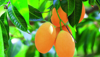 Morador cerca mangueira com fio elétrico, e criança de 11 anos morre eletrocutada em Marabá (PA)