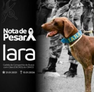 Cadela farejadora do Corpo de Bombeiros do Ceará morre durante operação de buscas em Bacabal