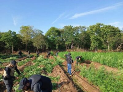 Ação conjunta de três estados localiza plantação de maconha no interior do Maranhão