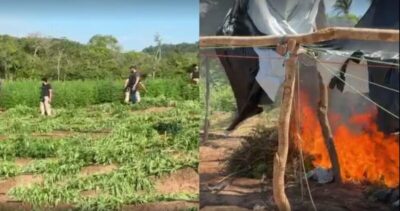 Plantação com 50 mil pés de maconha é localizada durante operação do PI, MA e PE; 1 tonelada pronta para venda