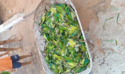 Tempestade em Lajeado Novo mata 350 periquitos e mobiliza resgate de aves feridas