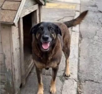 Cachorro comunitário é morto e caso choca Florianópolis