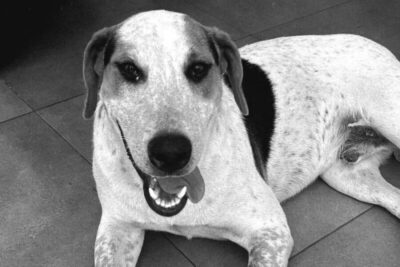 Polícia Civil investiga morte de cão comunitário baleado no Paraná