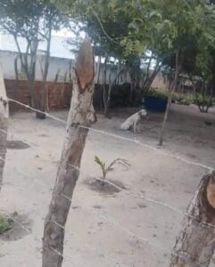 Dois cachorros são abandonados em sítio próximo à rodoviária de Santa Cruz; um deles está doente