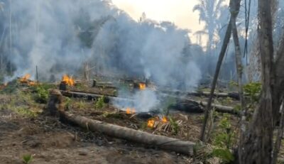 PM destrói plantação com 20 mil pés de maconha em Santa Helena