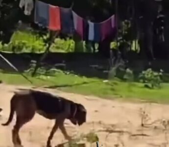 Cadela farejadora morre durante operações de busca por crianças desaparecidas em Bacabal