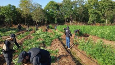 50 mil pés de maconha são apreendidos em São João dos Patos