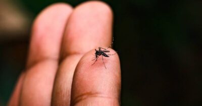 Maranhão reduz casos e mortes por dengue em 2025