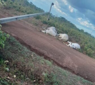 Poste de energia cai após chuva e provoca morte de quatro animais em Nova lorque (MA
