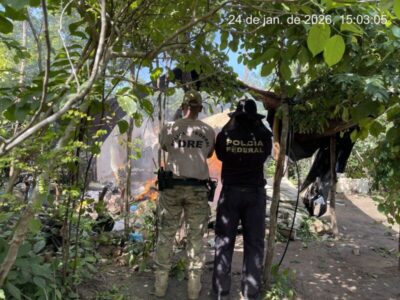 PF destrói 70 mil pés de maconha em operação dentro de terra indígena no Maranhão
