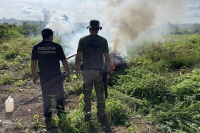PF erradica 70 mil pés de maconha em terra indígena no Maranhão