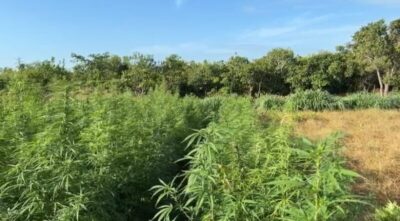 Operação integrada entre PI, MA e PE localiza 50 mil pés de maconha na zona rural de São João dos Patos