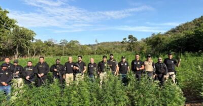 São João dos Patos: Operação conjunta entre as polícias civis do PI, MA e PE localiza 50 mil pés de maconha na zona rural do município