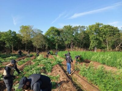 Ação integrada entre polícias civis localiza plantação de maconha em São João dos Patos