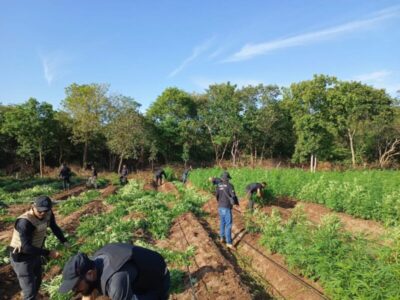 Força-tarefa encontra plantação de maconha no interior do Maranhão