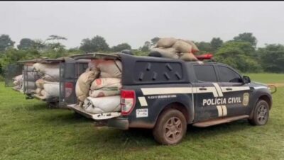 EM GRAJAÚ, POLÍCIA CIVIL APREENDE CERCA DE DUAS TONELADAS DE MACONHA