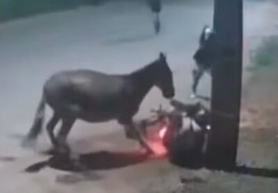 VÍDEO: Jumento participa de assalto em Imperatriz no Maranhão