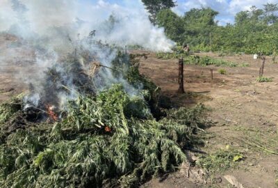 Polícia Federal destrói 70 mil pés de maconha em Grajaú