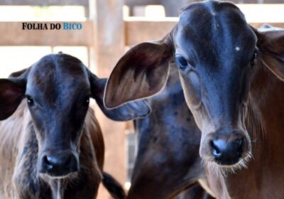 Tocantins supera meta nacional e atinge alta cobertura vacinal