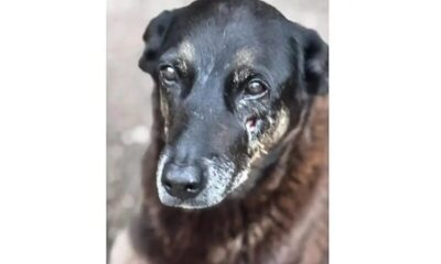 Saiba que sanções podem ser aplicadas a jovens que mataram cão Orelha