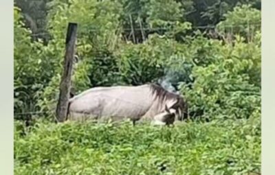 Cavalo morre no Maranhão ao encostar em cerca energizada