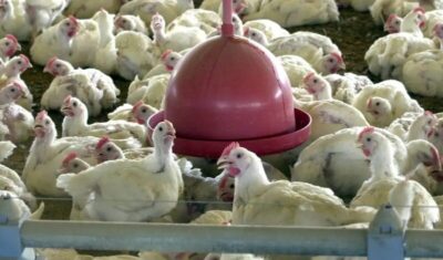 China encerra embargo e libera frango do RS após surto sanitário
