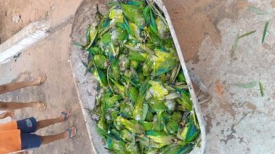 Tempestade derruba árvore e provoca morte de mais de 350 periquitos