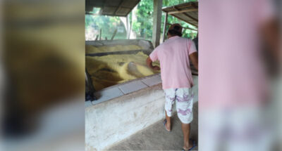 Treinamento sobre cultivo da mandioca e melhoria da qualidade da farinha será realizado em Cidelândia-MA