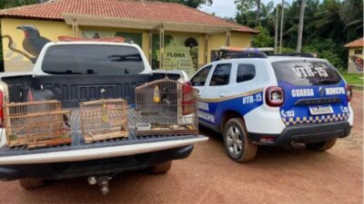 MARABÁ: Operação resgata aves silvestres criadas ilegalmente em áreas de preservação