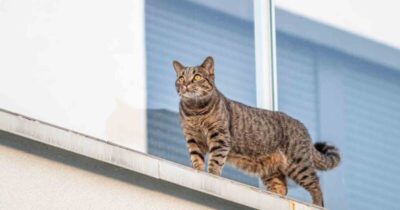 Condomínio que não comprovou propriedade de animal é condenado a cancelar multa aplicada a moradora