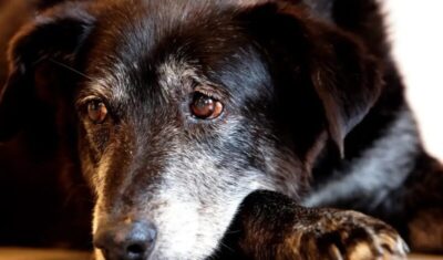 Justiça condena lojista a 5 anos de reclusão por maus-tratos a cães