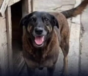 Dois adolescentes investigados pela morte do cão Orelha retornam dos EUA com celulares apreendidos