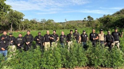 Ação conjunta elimina 1 tonelada de maconha no interior do Maranhão