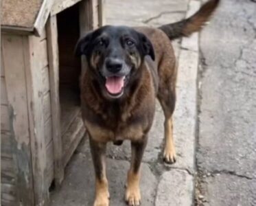 Pais e tio de adolescentes são indiciados por coação de testemunha no caso Cão Orelha