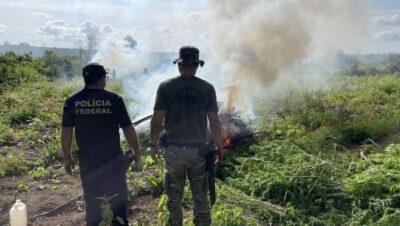 Plantação com 70 mil pés de maconha é destruída em operação no Maranhão