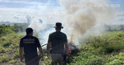PF erradica 70 mil pés de maconha em terra indígena no Maranhão