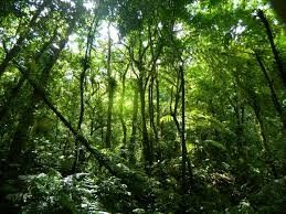 Sema abre inscrições para os municípios que desejam participar do Maranhão Sem Queimadas