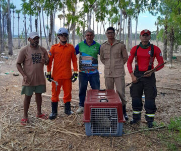 Secretaria de Meio Ambiente realiza resgate de porco-espinho no povoado Paramirim