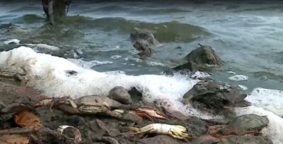 Mais de 20 siris são encontrados mortos na Lagoa da Jansen em São Luís