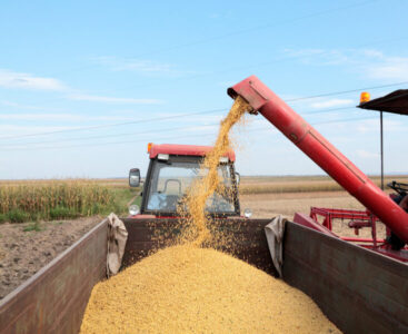 IBGE projeta crescimento da Safra 2026 no Nordeste com destaque para Piauí