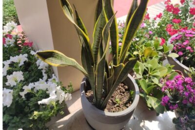 6 plantas que trazem sorte e proteção para a sua casa