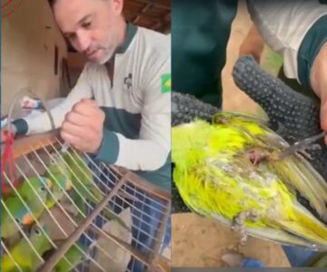 Periquitos-rei resgatados em Maranhão seguem tratamento no Cetas