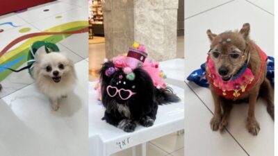 PET Folia anima o Golden Shopping Calhau com concurso de fantasias e feirinha de adoção