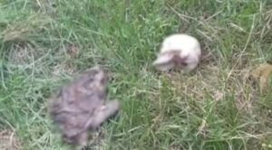 Esqueleto humano é encontrado às margens de igarapé em cidade do Maranhão