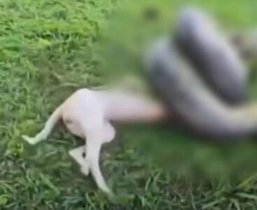 Militares do Exército resgatam cachorro atacado por sucuri em Itaituba, no Pará