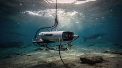 A inteligência artificial que está aprendendo a falar com as baleias