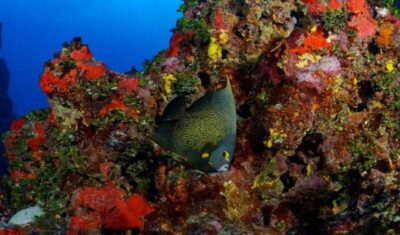 BNDES anuncia investimento em monitoramento e preservação de corais em Cururupu