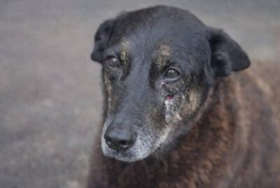 Polícia de SC conclui inquérito e aponta participação de adolescentes em agressões contra cão Orelha e cachorro Caramelo